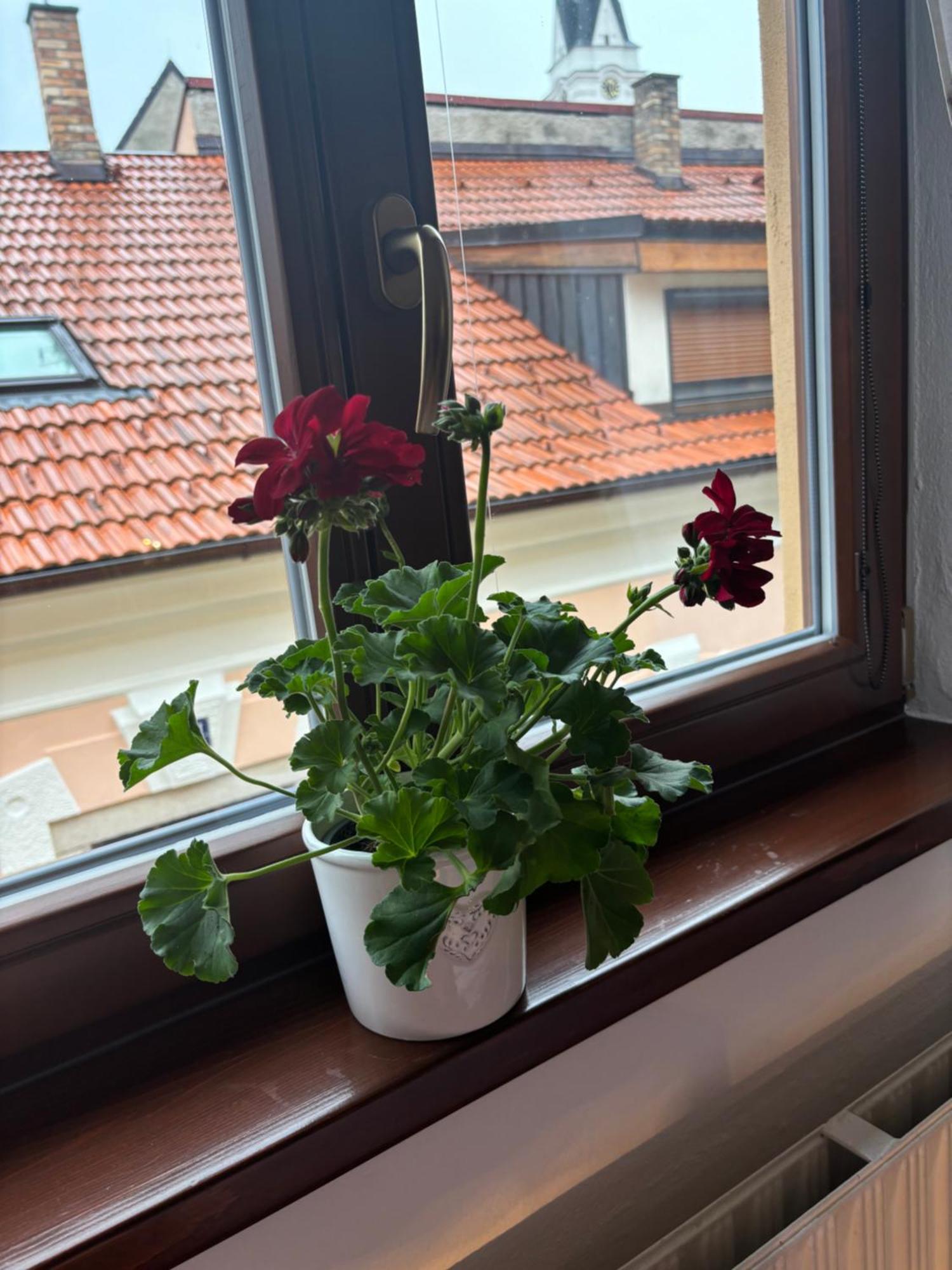 Třeboň 博哈达旅馆酒店 外观 照片